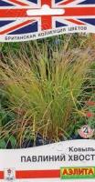 Ковыль Павлиний хвост