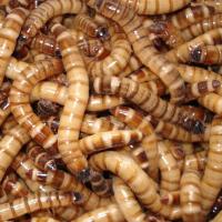 Насекомое Зофобас 1кг