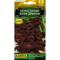 Комн. Колеус Блюме Блэк Дракон 5шт