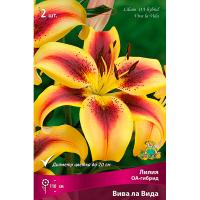 Лилия ОА-Гибрид Вива ла Вида