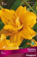 Лилейник гибридный Кондилла 1шт (I)