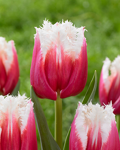 Тюльпан Бахромчатый Сан Леандро ( 10шт, 11/12) 833120