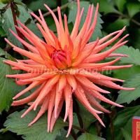 Георгина кактусовая Парк Рекорд (I) 1 шт 835318