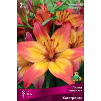 Лилия Азиатская Хатстрингс (14/16) 2 шт 