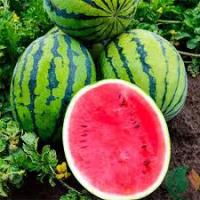 Арбуз Бедуин F1 200шт