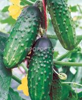 Огурец Сокол F1 2г 