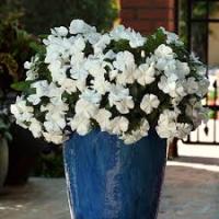 Катарантус ампельный Медитерранеан микс 10шт 