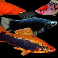 Рыба Меченосец ассорти S