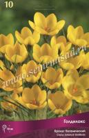 Крокус Ботанический Голдилокс (5/+) 10шт.