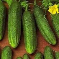 Огурец Либелле F1 0,3г