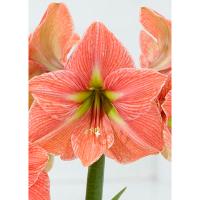 Амариллис простой Терра Котта Стар 1 шт 841532