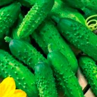 Сем Алт Огурец Пальчик 0,3г ч/б