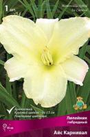 Лилейник гибридный Айс Карнивал (I) 1шт