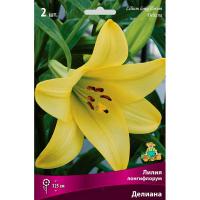Лилия Лонгифлорум Делиана (14/16) 2 шт