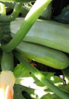 Кабачок Искандер F1 1000 шт