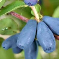 Саженцы Жимолость съедобная Петр 1 820916