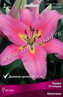 Лилия ОТ-Гибрид Авентино 14/16