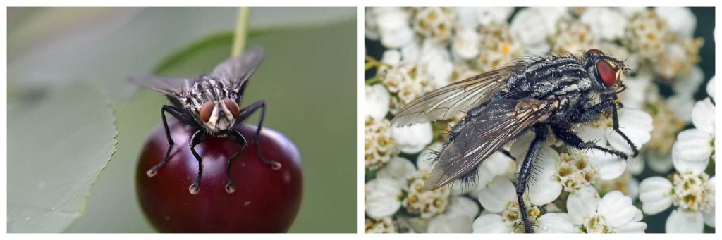 Вишневая-муха.jpg Вишневая-муха.jpg