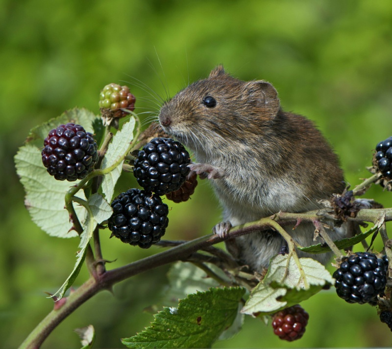 мыши в саду