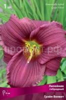 Лилейник гибридный Грэйп Велвет (1)