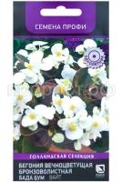 бегония бада бум вайт бегония бада бум вайт