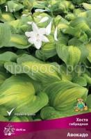 Хоста гибридная Авокадо