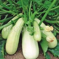 Кабачок Белоплодный