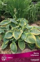 Хоста гибридная Самурай