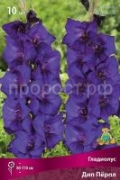 gladiolus-krupnotsvetkovyy-dip-porpl