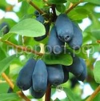 Без названия