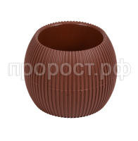 Агава террак