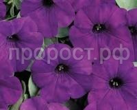 Без названия