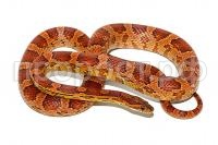 SE-68_Elaphe_guttata_var_normal_female_2012_by_www-siniyej-ru SE-68_Elaphe_guttata_var_normal_female_2012_by_www-siniyej-ru