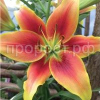 лилия софи лилия софи