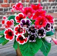 глоксиния аванти  смесь11