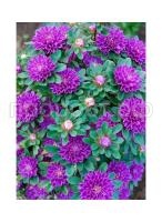 astra-kitajskaya-trubadur-fioletovyj-led astra-kitajskaya-trubadur-fioletovyj-led