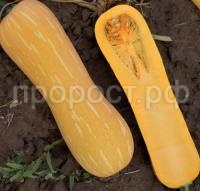 Тыква мускатная Арабатская Тыква мускатная Арабатская