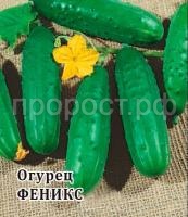Огурец Феникс 10 г