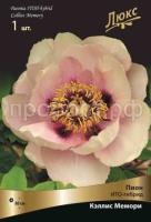 Пион-ИТО-гибрид-КЭЛЛИС-МЕМОРИ (2) Пион-ИТО-гибрид-КЭЛЛИС-МЕМОРИ (2)