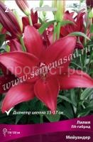 Лилия ЛА-Гибрид Мейуандер (14-16) 2шт 736174