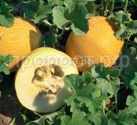 Дыня Колхозница Дыня Колхозница