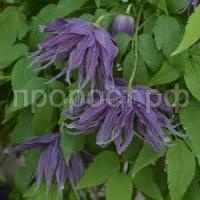 Без названия (1) Без названия (1)