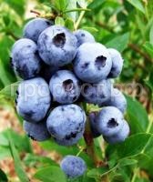 голубика блюголд