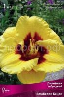 Лилейник гибридный Блэкберри Кенди