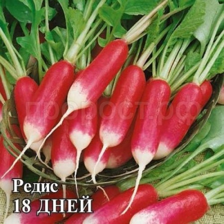 Редис 18 дней 25 г