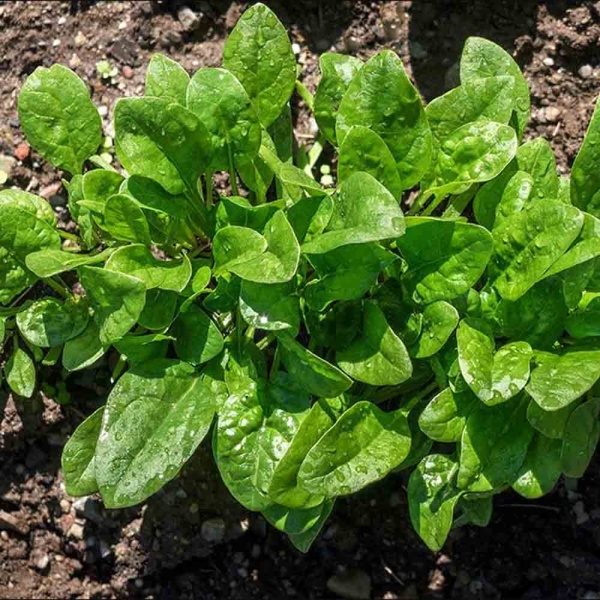 Щавель Широколистный 0,5г