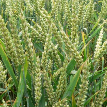 Семена ржи озимой 0,8 кг